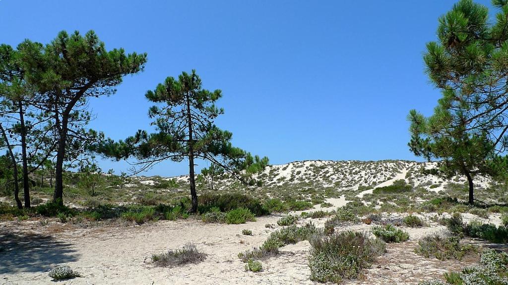 Comporta Beach House エクステリア 写真